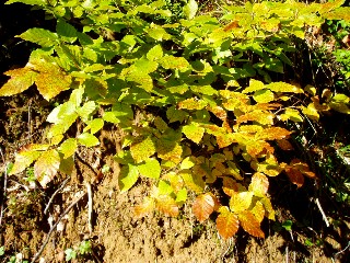 Couleurs d'automne dans le Jura Vaudois  L'Auberson 